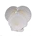 Goldenvalueable Large Natural Baking Shells White Scallops, 4-Inches, Set of 8
