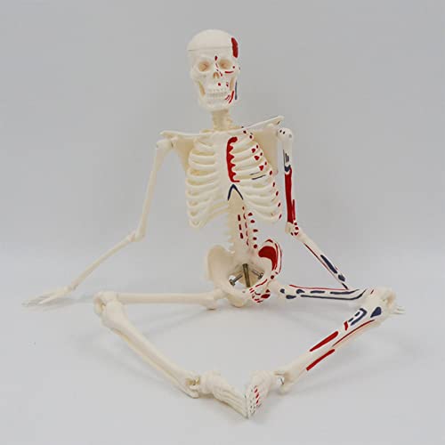 Modèle de squelette humain pour cours de médecine et initiation aux sciences - 4
