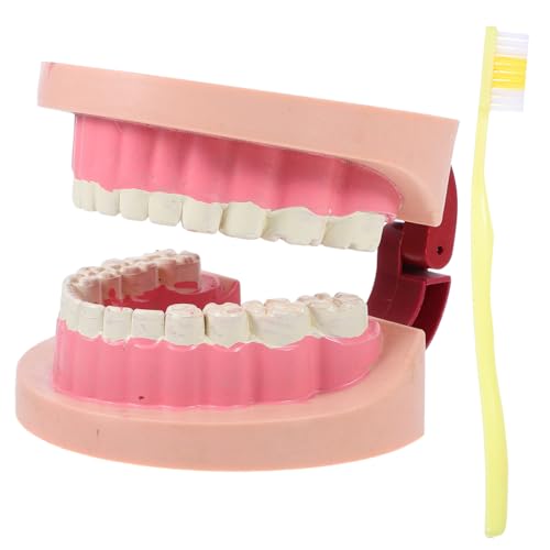 CHICAMPERA 向け歯列模型 小学生科学実験用 歯ブラシ練習トイ 生物学習 素材 使用簡単 歯の構造理解促進