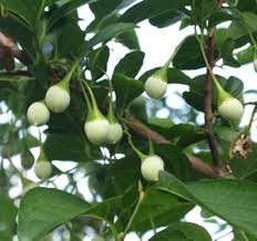 Weeping Japanese Snowbell Tree With Fragrant Flowers - Styrax Japonicus 'Fragrant Fountains' 1 - Year Live Plant #TOP5