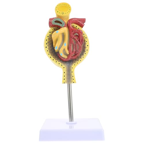 Glomérule modèle d'enseignement sur socle pour équiper votre laboratoire