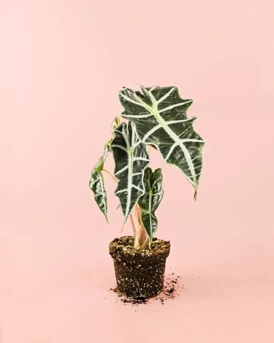 PUR PLANT Alocasia Amazónica Polly | Planta Natural Tropical De Interior Resistente | Hojas Grandes Verde Oscuro Con Nervaduras Blancas | Exótica, Elegante y Purificadora | Maceta De Ø12 cm