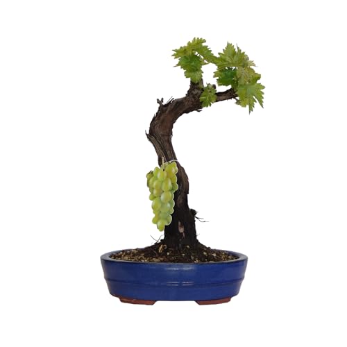 KENTIS - Bonsai di Vite - Vitis Vinifera Piante Vere fa Frutto da Esterno Ornamentali - Giardino Balcone Terrazzo - H 40/50 cm Vaso in Ceramica 26 cm