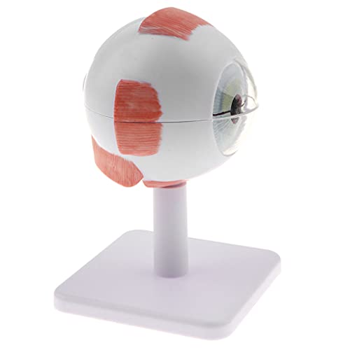 Tongina Magnification 3X Human Eye Model Anatomy Learning Tool Lab Supplies