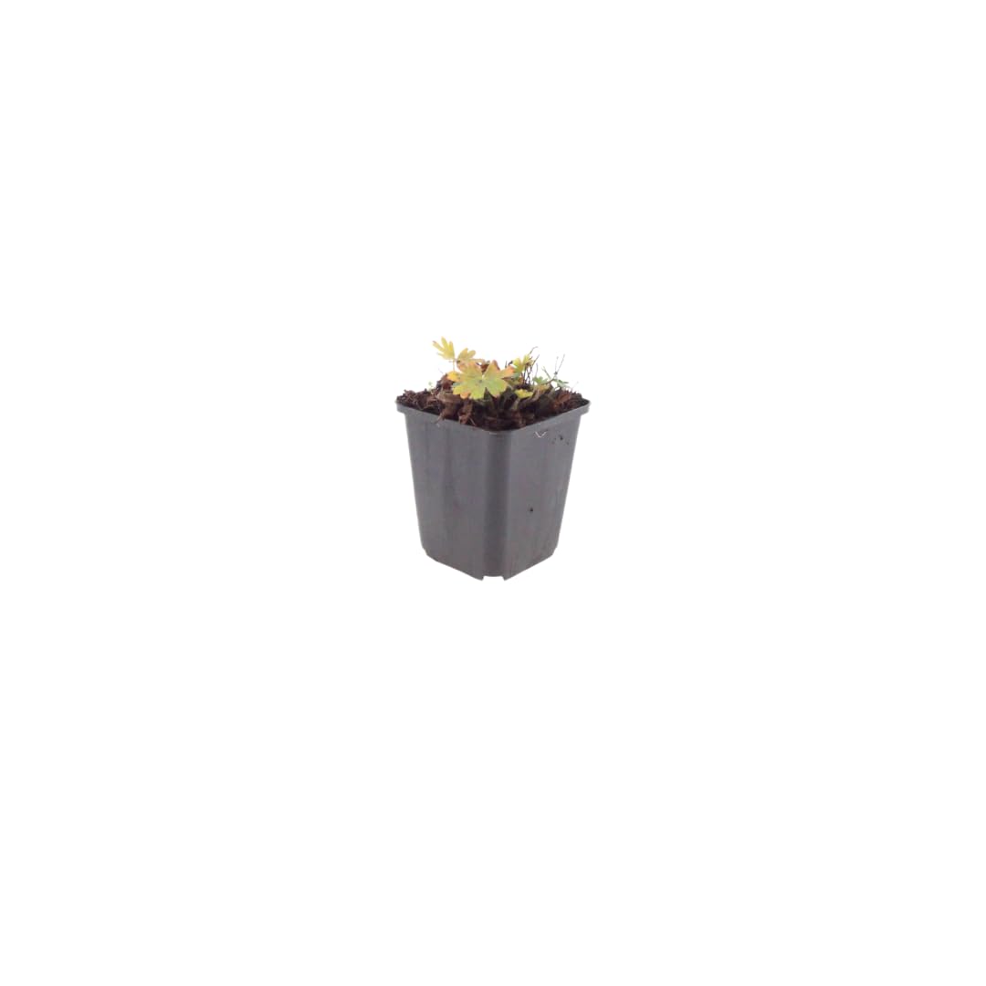 Geranio Max Frei da Giardino, Rosso Carminio, 48 Pezzi Vaso 9cm H10-25cm