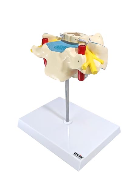 Axis Scientific Enlarged Cervical Vertebra with Spinal Cord and Nerves - Perfect for Students, Teachers, Chiropractors, Physical Therapists, Patient Consultation - Includes Full Color Study Guide
