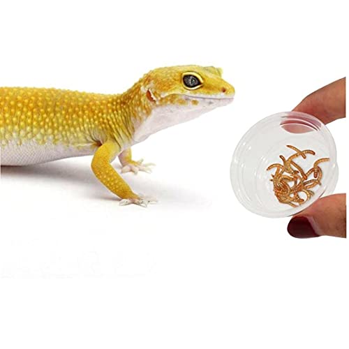 fregthf 100 Reptiel Transparante Ronde Dozenreptiel Feeder Kommen Gecko Transparante Feeder Kommen Reptielen Voeding… - Afbeelding 6