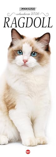 Ragdoll. Calendario 2026. Long
