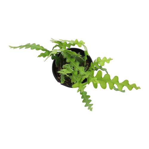 Zigzag Fishbone Cactus Plants Hanging Basket, Epiphyllum Plant, RIC Rac Cactus Plants Live Succulents Plants Live Houseplants, House Plants Indoors Live Indoor House Plants by Plants for Pets Zigzag Fishbone Cactus Plants Hanging Basket, Epiphyllum Plant, RIC Rac Cactus Plants Live Succulents Plants Live Houseplants, House Plants Indoors Live Indoor House Plants by Plants for Pets