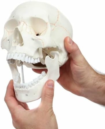 Medical Anatomical 인간 해골 모델, 3부분, 번호 매기기, 실물 사이즈 — 사진 2