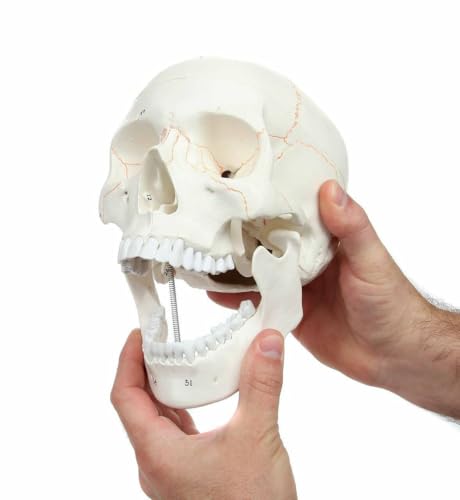 Wellden Medical Anatomical Human Skull Model, 3-Part, Numbered, Life Size - Thumbnail 2
