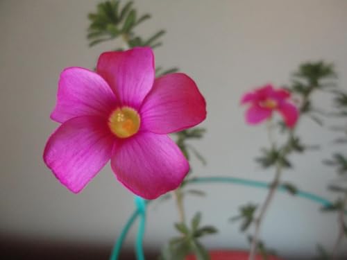 Oxalis �q���^ �s���N�t�����[ ���� �A