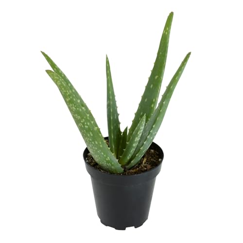 Aloe Vera Plant Live Succulent Plants, Live Aloe Vera Plant Succulents, Live Aloe Plant in Aloe Plant Pot, Aloe Plants Live Indoor Plants, Live Aloe Vera Plant Indoor House Plants by Plants for Pets