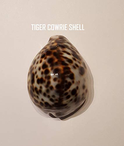 20" Sea Shell Wreath On Birch Twig With Crown Shells In 5 Designs #TOP4