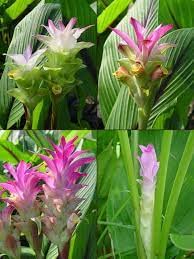 Curcuma Lily Bulbs/Siam Tulip Lily Bulb Summer For home Gardening pack of 10 bulbs (B0C1VWZPQQ) Amazon Price History, Amazon Price Tracker
