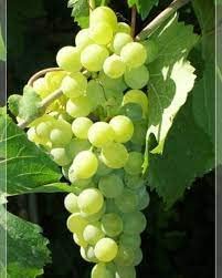 Muscat Grape