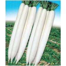 UGANIO PLANT Radish Vegetable Seeds [ Pack of 50 seeds)