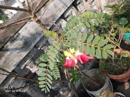 Red Agathi Keerai Sesbania grandiflora West Indian Pea Katurai Vegetable Grandiflora Agastya Hummingbird Bokful Tree Plant 1-1.5 ft