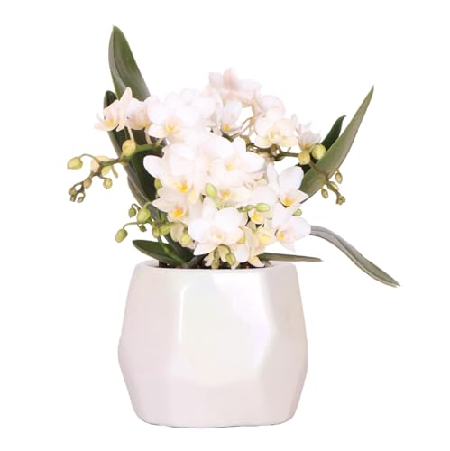 Orchidée blanche Nazaré fraîche pour un décor sans faux pas - 2