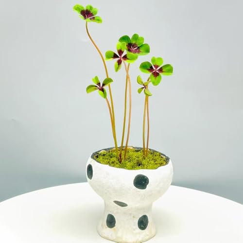 semillas de trébol de la suerte semillas flores silvestres perennes resistentes plantas jardín rocas resistentes planta maceta plantas balcón césped hierbas, verdes interior interior 600pcs