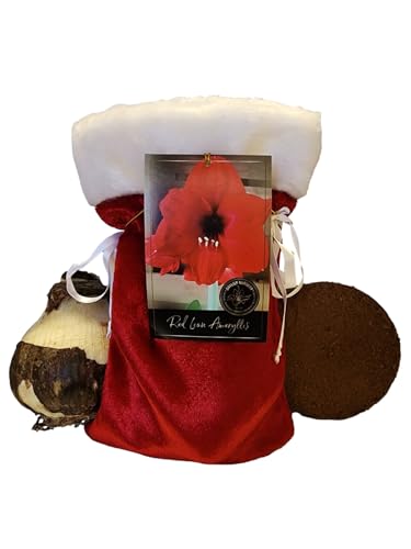 Red Lion Amaryllis para decorar tu hogar en Navidad 2