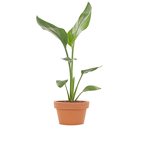 DECOALIVE Strelitzia Reginae con Maceta de Cerámica Planta Ave del Paraíso Natural para Interior
