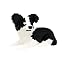 Border Collie 2