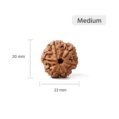 Image of GEMSMANTRA 6 Mukhi Rudraksha Bead Without Silver Pendant | Medium Size |Original Nepali | Natural and Lab Certified | Enhances Willpower, Confidence, Vitality, and Spiritual Growth For Men & Women
