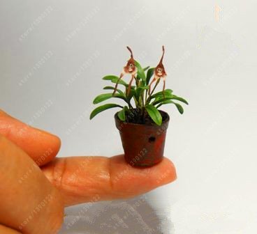 100 pc/bag rare mini orchid orchid orchid Phalaenopsis indoor miniature seed flowers garden bonsai orchid home garden vase 6 - Afbeelding 5