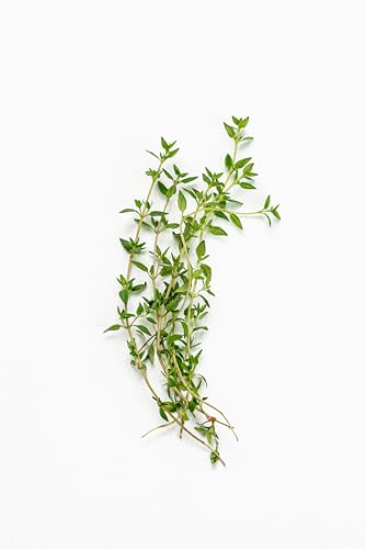 TKE Farms & Gardens - Thyme Seeds for Planting – Non-GMO, High Germination, Drought-Tolerant, 3500+ Seeds – Ideal for Indoor, Outdoor, Hydroponics, Containers, Herb Spirals, and Rock Gardens - Image 6