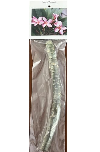 Hawaiian Pink Plumeria Frangipani 1 Cutting DL9