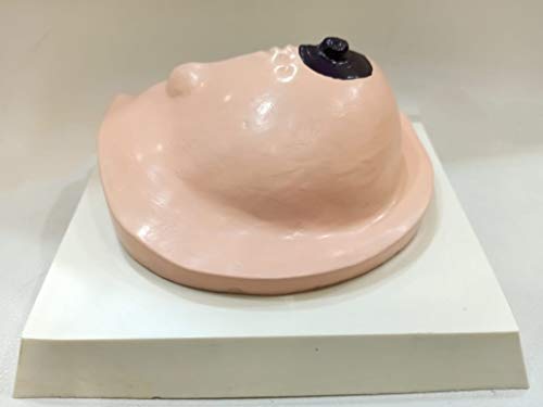 Image of Comprehensive Breast Pathology Model - High-Detail Anatomical Structure for Medical Education and Training