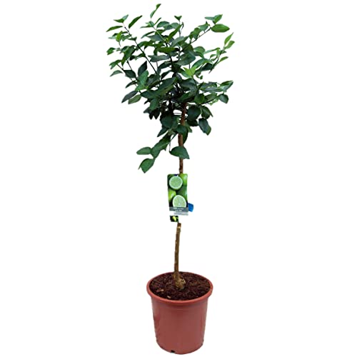 Pack Limonero - Naranjo - Pomelo - Mandarino Planta Natural - (Altura 110 Cm) Maceta 22 cm (Lima)