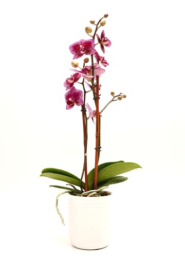 DecoBlooms Premium Purple 3” Orchid Live Indoor Plant (Modern Pot Included) – Grown in the USA -...