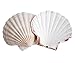 Produktbild Muschelschalen jacobeus 10-13cm Jacobsmuschel Schale Jakobsmuschel Pilgermuschel Fächermuschel Ragout Schalen Scallops - 6 Stück