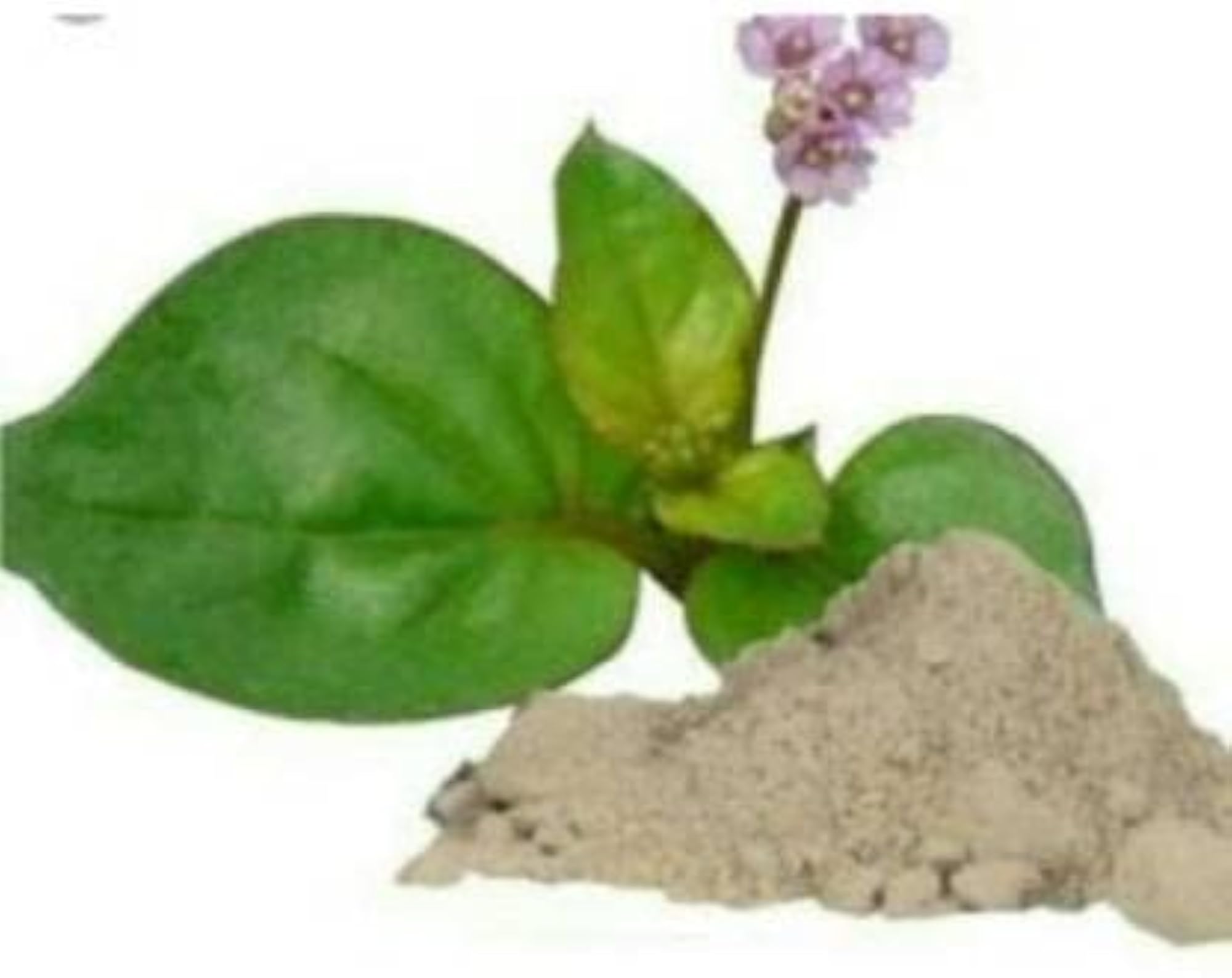 YUGANTAR Punarnava Roots Powder, 400 GM