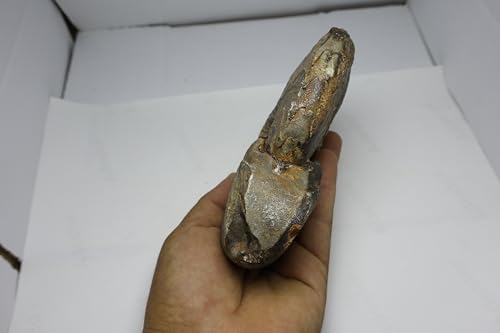 Image of Ammonite Fossil Fossils Fossils from Morocco Fossil Rock Ammonites Fossil A300