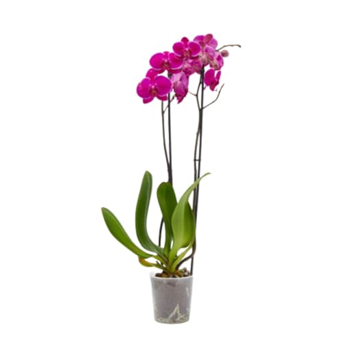 Planta Orquidea phalaenopsis natural 2 tallos maceta Ø12cm - Verdecora… (Morada)