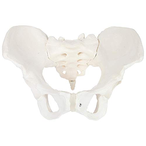 Image of Life-Size Female Pelvis Anatomy Model with Sacrum and Coccyx | Human Pelvic Skeleton Showing Pelvic Inlet, Outlet, Acetabula, Ischial Spines and Obturator Foramina | Medical Education Model | Myaskro