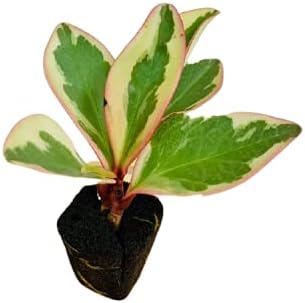 Amazon Co Jp ミドリエデザイン 土を使わない 観葉植物 パフカル苗 交換苗 ぺぺロミア ジェリー Diy 工具 ガーデン