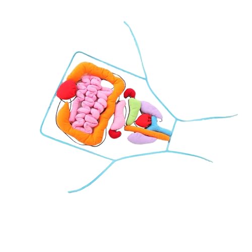 Modèle anatomique du corps humain 3D avec tablier pédagogique en coton pour enfant