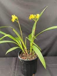 Ground orchid live plant yellow,live plant of Ground orchid yellow,Orchid plant (Pack of 1)