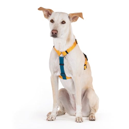 Heads Up For Tails Basics H-Harness for Dogs - Yellow & Blue (L)