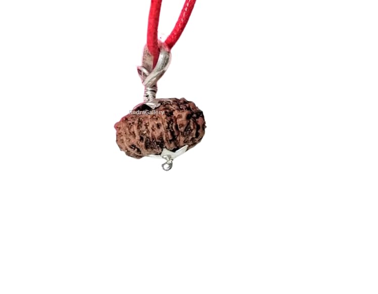 14 Mukhi Rudraksha Original Certified Pendant 14 Face Rudraksha Fourteen Indonesian Mukhi Rudraksh 14 Mukhi Indonesia Rudrakshas 14 मुखी रुद्राक्ष भगवान शिव बजरंगबली Beads Natural Collecter Size