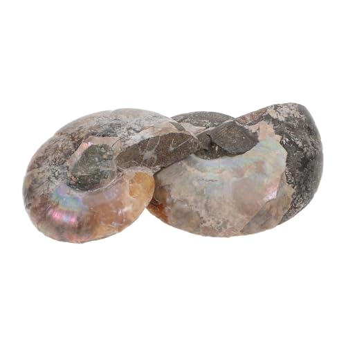 SOLUSTRE 2pcs Conch Educational Ammonite Specimen Models Educational Ammonite Model Educational Specimen Educational Ammonite Adornment