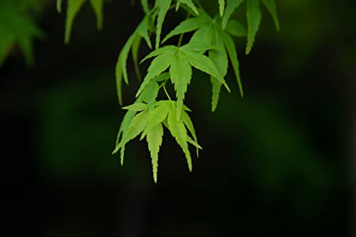 Japanese Maple | Small Tree Seedling | The Jonsteen Company #TOP3