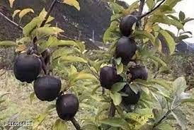 See full amazon price history chart for Uniquetree Black Apple live plant/Pack of 1 Uniquetree Black Apple live plant/Pack of 1 (B0BYSK6BSD) Amazon Price History, Amazon Price Tracker