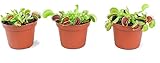 Plantas que comen todo tipo de insectos