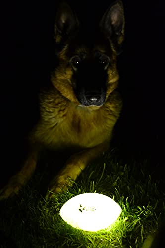 Dingo Bäll Play & Glow 8 X 14 cm Fluoreszierende Spiel mit Hund Leuchtball Rugby Quietschen Vinyl 16970