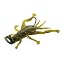 Water Bug